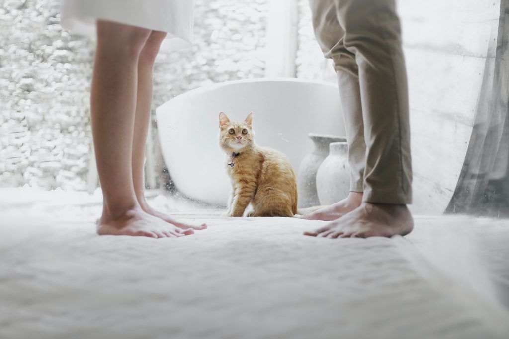Who Keeps The Pets During A Divorce?